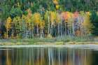 Maine Fall reflections at Beaver Dam Pond in Acadia National Park Art Print